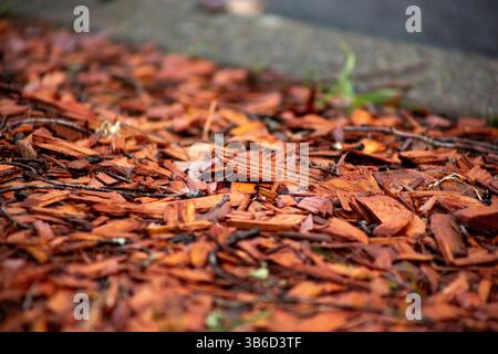 A closeup of wood chips on the ground as part of a lawn. Stock Photo