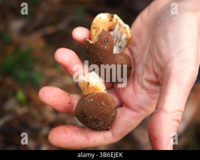 Two small edible mushrooms in hand Stock Photo