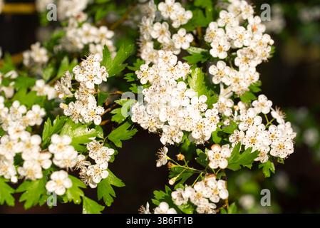 common hawthorn, Crataegus monogyna spring white flowers closeup selective focus Stock Photo