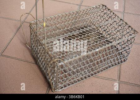 rat caught in a cage Stock Photo