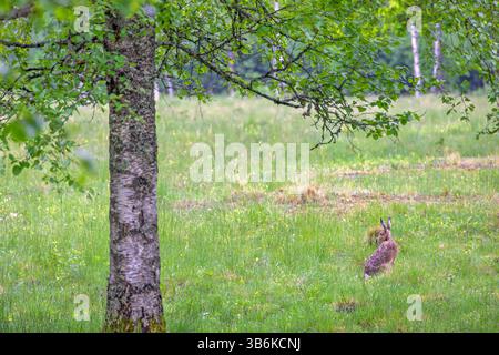 Brown hare sitting in the grass on a meadow Stock Photo