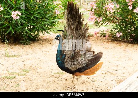Beautiful peacock showing its colorful feathers in a garden Stock Photo