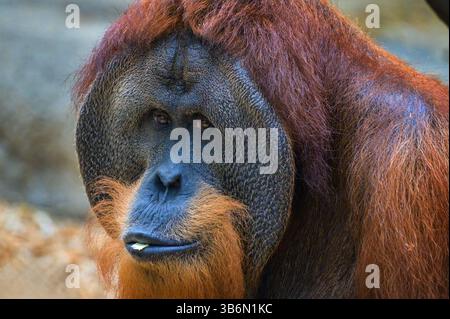 Adult Male Sumatran Orangutan Close-Up Stock Photo