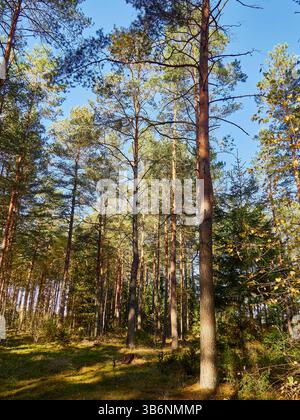 Pine trees in the forest on a sunny day. Beautiful autumn landscape. Stock Photo