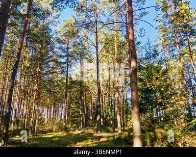 Pine trees in the forest on a sunny day. Beautiful autumn landscape. Stock Photo