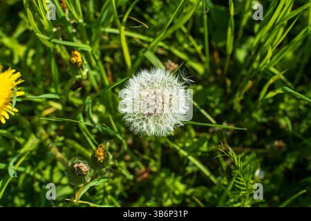 Dandelion Seed Head – White Fluffy Dispersal Stage Close-Up Stock Photo