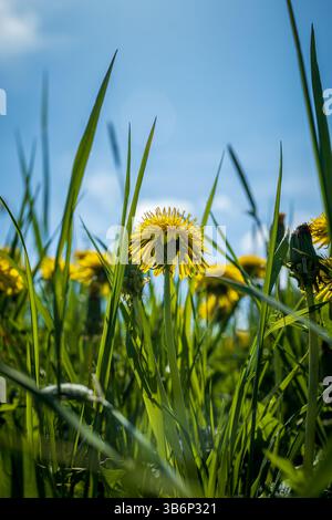 Dandelion from Below – Upward View Against Blue Sky Stock Photo