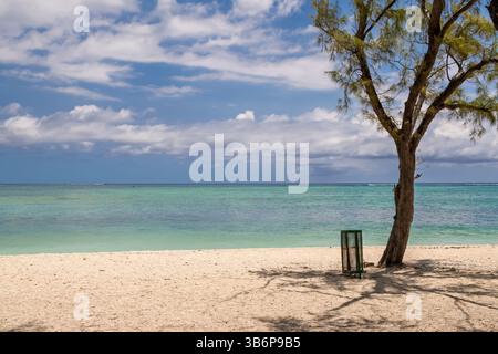 Green Waste Bin on Tropical Beach: Environmental Conservation on Paradise Shore.Beach Cleaning Infrastructure: Lone Trash Can under Pine Tree on Prist Stock Photo
