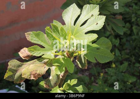 Edible fig, Fig Tree, Figuier commun, Gewöhnlicher Feigenbaum, Fico comune, Figueira comum, Higuera común, Echte Feige - Ficus carica - Moraceae Stock Photo