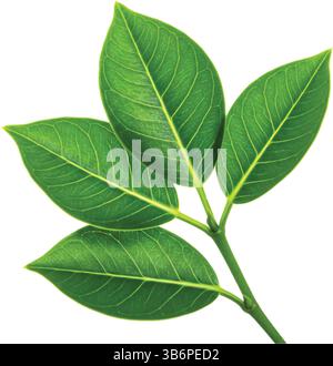 A vibrant green branch with four glossy leaves. The leaves display intricate vein patterns against a white background Stock Vector
