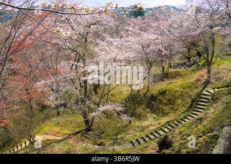 Springtime Cherry Blossoms of Yoshinoyama in Nara, Japan. It is a mountain draped in 30,000 Yamazakura trees. Stock Photo