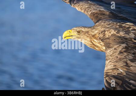 White-tailed eagle (Haliaeetus albicilla), portrait, in flight, Lofoten, Norway, Europe Stock Photo