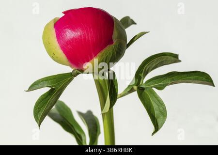 Bud just in front of flowering, pink peony (Paeonia) against a white background Stock Photo