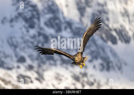 White-tailed eagle (Haliaeetus albicilla), in flight, Lofoten, Norway, Europe Stock Photo