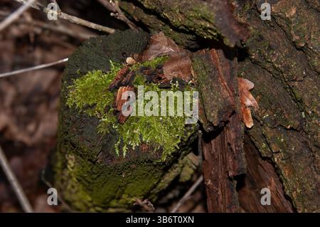 old mossy stump, selective focus. Stock Photo