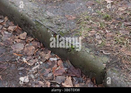 A damaged, mossy concrete curb with iron rebar sticking out of it. Nearby are last year's fall leaves. Stock Photo