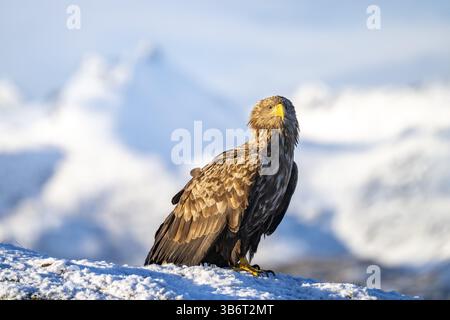 White-tailed eagle (Haliaeetus albicilla), sitting in front of a snowy mountain panorama, Lofoten, Norway, Europe Stock Photo