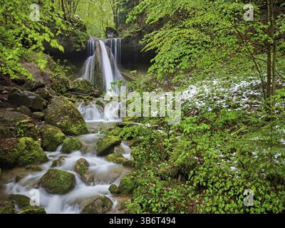 European beech (Fagus sylvatica), leaf budding in the snow at the Finstersee waterfall, Canton Zug, Switzerland, Europe Stock Photo