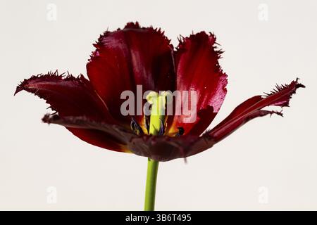 Red tulip (Tulipa) with jagged leaves in front of a white wall Stock Photo
