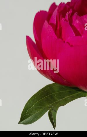 Pink peony (Paeonia) against a white background Stock Photo