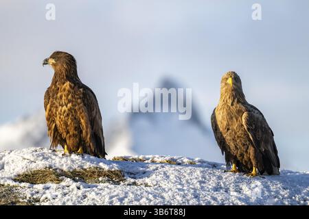 White-tailed eagle (Haliaeetus albicilla), 2 birds sitting on a snow-covered rock, Lofoten, Norway, Europe Stock Photo