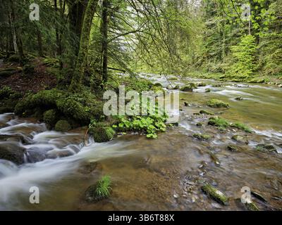 Moss-covered stones on the river Sihl, Sihlsprung, Menzingen, Canton Zug, Switzerland, Europe Stock Photo
