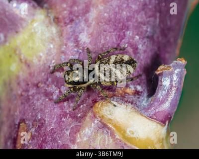 Female common zebra spider, Salticus scenicus, hunting on purple sprouting broccoli in a Plymouth, UK, garden Stock Photo