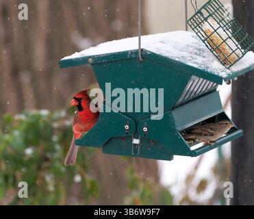 January 6, 2024, Sioux City, Iowa, USA: A male cardinal looks shares feeder with a house sparrow as a light snow falls in the backyard of a residence Saturday Jan. 06, 2024 in Sioux City, Iowa.   Weather forecast is for more snow heading into Monday next week with a future forecast predicting snow with temperatures in the single digits for January 15, Iowa caucus day. (Credit Image: © Jerry Mennenga/ZUMA Press Wire) Stock Photo