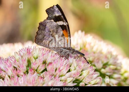 American snout butterfly on wildflower. Insect identification, pollinator habitat, and flower garden concept. Stock Photo