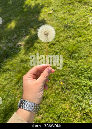 Hand gently holding a dandelion clock in a lush green field, savoring the beauty of nature and the peacefulness of the outdoors Stock Photo