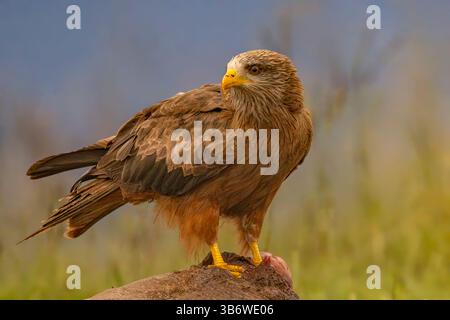 A closeup of a yellow-billed kite Stock Photo