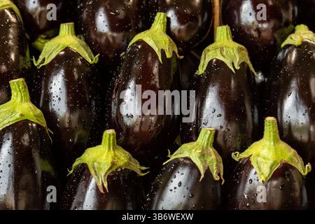 Black eggplants with drops of water on the peels displayed in a row at a fruit and vegetable market Stock Photo