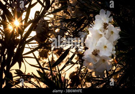A close-up view of white flowers against a bright, sunlit background. The sunlight filters through the petals, creating a soft glow and highlighting t Stock Photo
