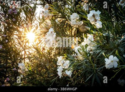 A vibrant scene of blooming white flowers amidst lush green foliage, illuminated by the warm glow of the sun peeking through the leaves. Stock Photo