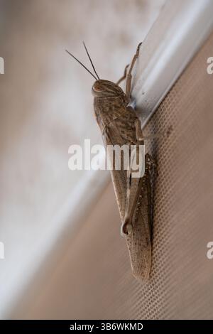 A pallid-winged grasshopper (Trimerotropis pallidipennis) sits on a window screen, escaping the heat of the Southwest desert of Nevada. Stock Photo