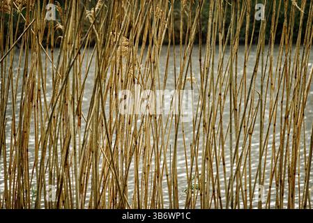Dry reeds growing on the shore of a pond create a natural fence against the rippling water, providing a serene and picturesque view of the aquatic eco Stock Photo