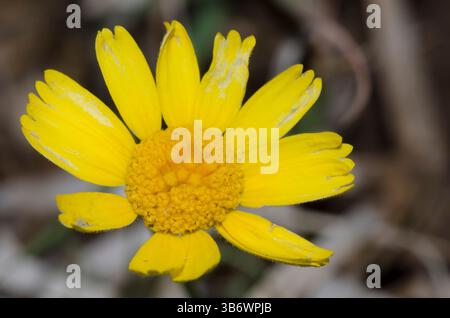 Stemmy Four-nerve Daisy, Tetraneuris scaposa Stock Photo