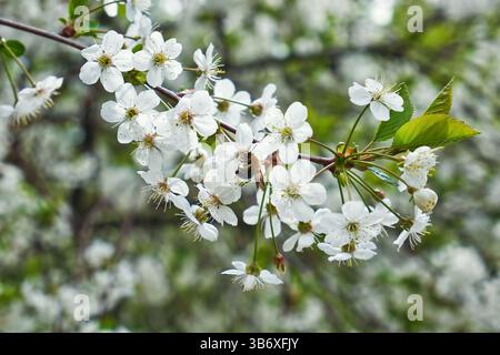 Close-up of a bumblebee sitting on a blossoming apple tree Stock Photo