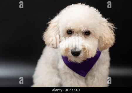 Close up of white poodle puppy dog with purple collar sit on black background Stock Photo