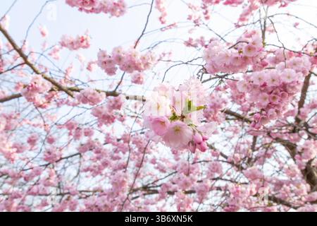Cherry blossoms also known as sakura, celebrated during Japanese Hanami season Stock Photo