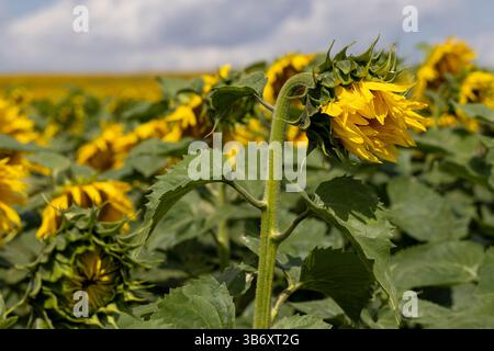 Amazing large sunflowers field sunny sky aerial view Stock Photo - Alamy