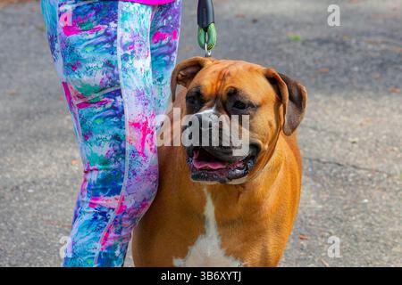 The Boxer dog is a medium to large, short-haired dog breed, two years old female Stock Photo