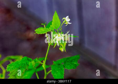 Raspberry plant with white flowers and ripe red fruit on green stems, showing both blooming and fruiting stages in natural garden light. Stock Photo