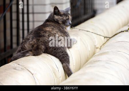 Cat is warming itself on the heating pipe on city street. Relaxation at spring weather Stock Photo