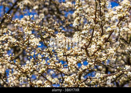 Cherry tree blooming with the flowers Stock Photo