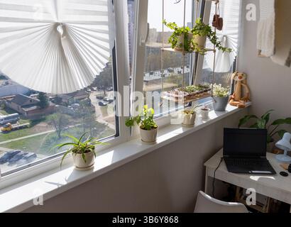 Freshly sprouted shoots of micro greens in the plastic containers on the jute mat. Placed on the wooden shelf in the balcony of the modern apartment Stock Photo