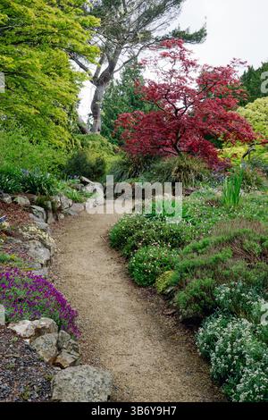 A path through a garden with a red tree in the middle. The path is lined with bushes and flowers Stock Photo