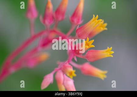 Molded wax agave hi-res stock photography and images - Alamy
