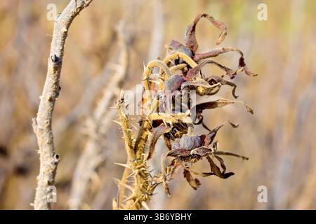 Wild Rose (rosa rugosa), or Japanese Rose, close up showing a cluster of dead, undeveloped seed pods or hips still on the shrub from the previous year Stock Photo