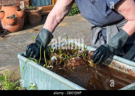 Woman cleaning dead plants out of a garden water feature made from a galvanised metal water trough. Stock Photo
